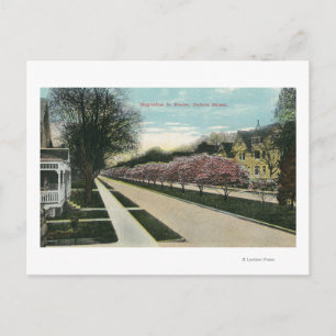 Oxford Street Magnolias in Bloom Postcard