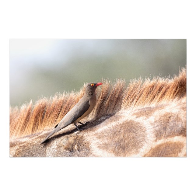 Oxpecker on a giraffe photo print (Front)