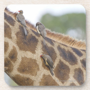 Oxpeckers on Giraffe, Kruger National Park, Coaster