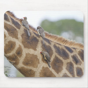Oxpeckers on Giraffe, Kruger National Park, Mouse Mat