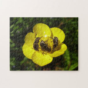 Oxythyrea Funesta Beetles Phot Puzzle and Gift Box