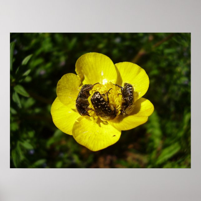 Oxythyrea Funesta Beetles Poster (Front)