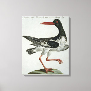 Oyster Catcher, c.1767-76 (hand coloured engraving Canvas Print
