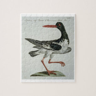Oyster Catcher, c.1767-76 (hand coloured engraving Jigsaw Puzzle