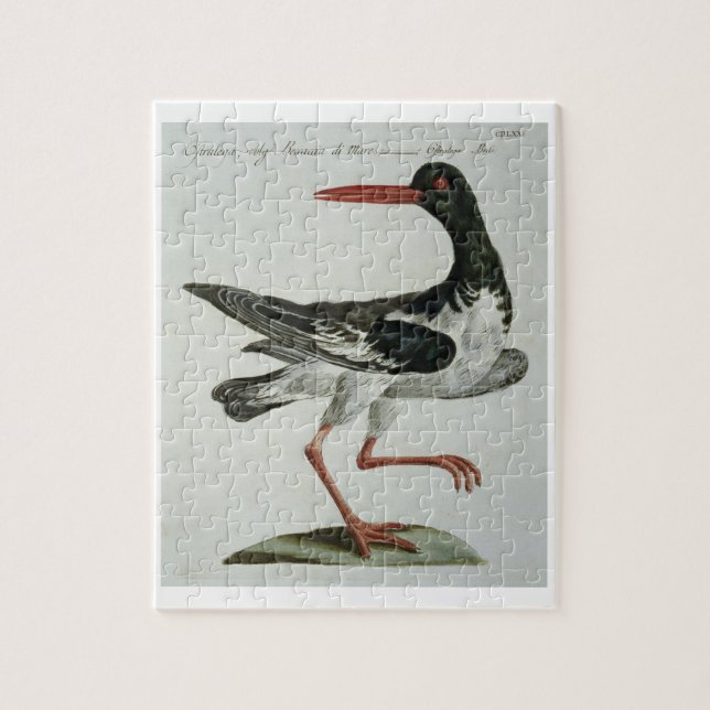 Oyster Catcher, c.1767-76 (hand coloured engraving Jigsaw Puzzle (Vertical)