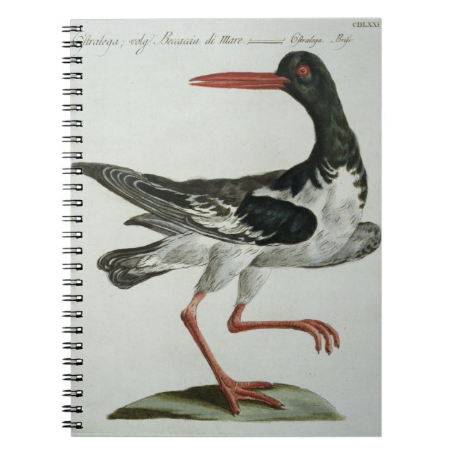 Oyster Catcher, c.1767-76 (hand coloured engraving Notebook (Front)