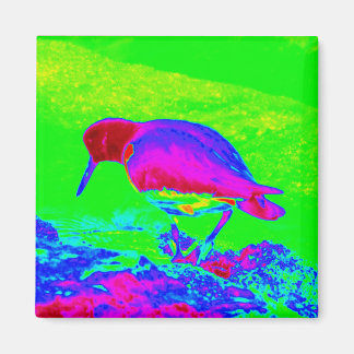 Oyster Catcher Magnet