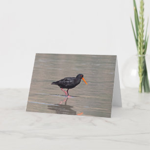 Oyster catcher on Allan's beach, New Zealand Card