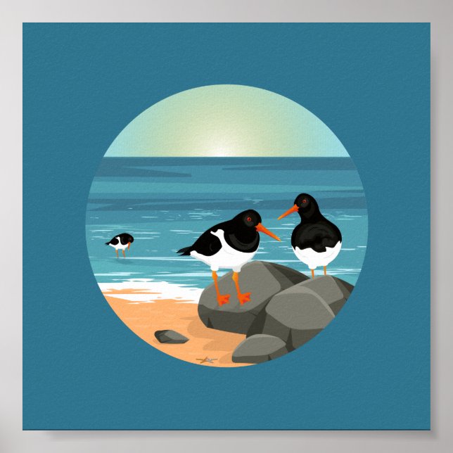 Oyster catchers illustration poster (Front)