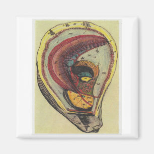 oyster magnet