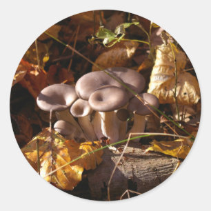 Oyster mushroom classic round sticker