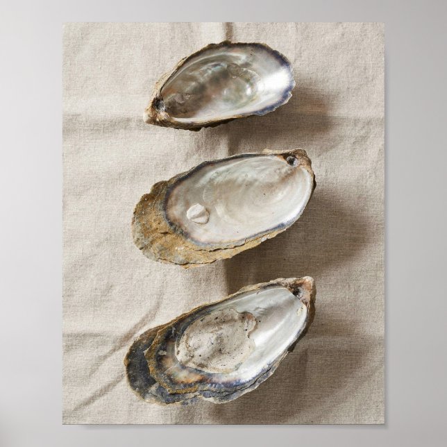 Oyster Shell Coastal Study Poster (Front)