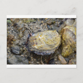 Oyster shell postcard