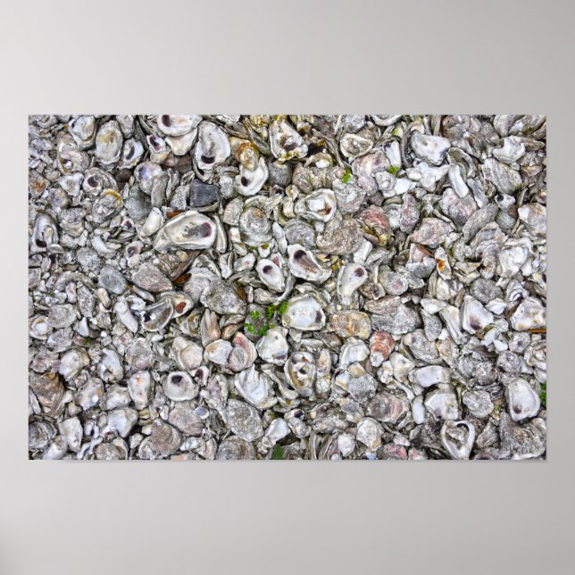 Oyster Shells, Apalachicola, Florida Poster (Front)