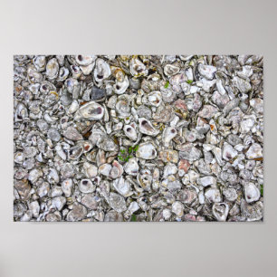 Oyster Shells, Apalachicola, Florida Poster