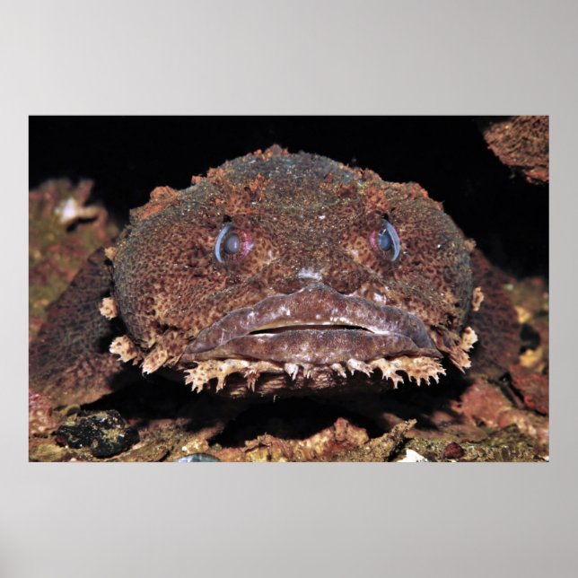 Oyster Toad Portrait Poster (Front)