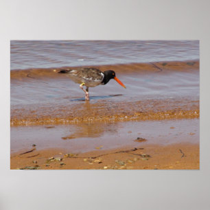 Oystercatcher at Chappaquiddick Island Beach Poster