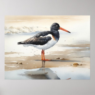 Oystercatcher Bird Art Print Poster