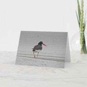 Oystercatcher Note Card