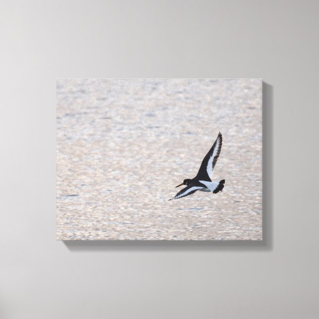 Oystercatcher on the Wing Canvas Print (Front)