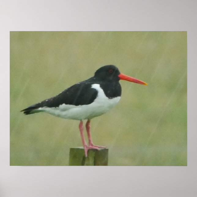 Oystercatcher Poster (Front)