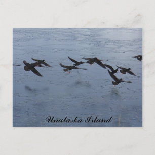 Oystercatchers in Flight, Unalaska Island Postcard