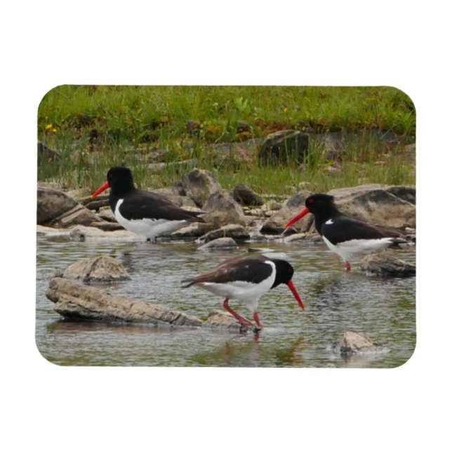 Oystercatchers Magnet (Horizontal)