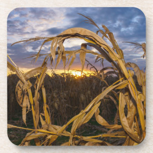 Ozarks Harvest Coaster
