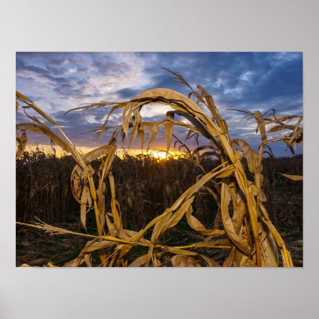 Ozarks Harvest Poster (Front)