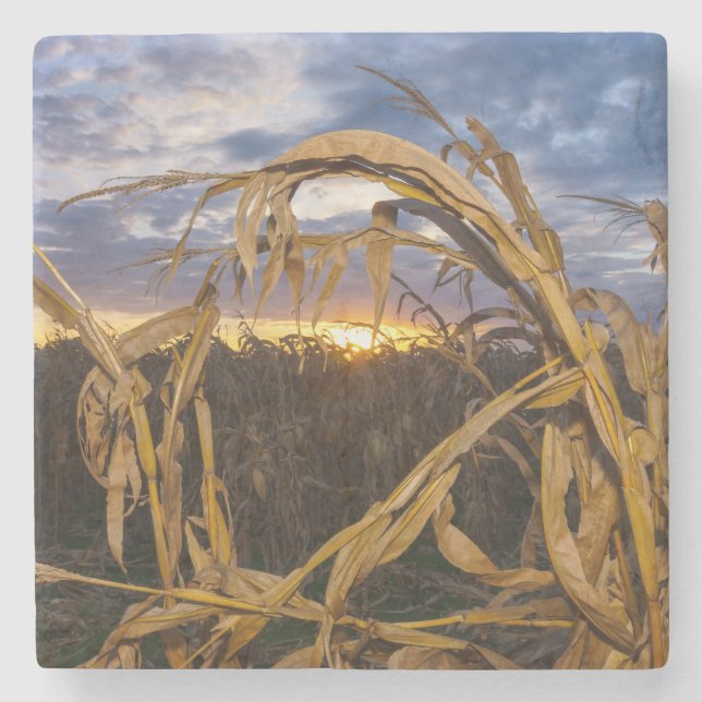 Ozarks Harvest Stone Coaster (Front)