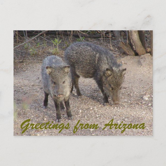 P1010080, Greetings from Arizona Postcard (Front)