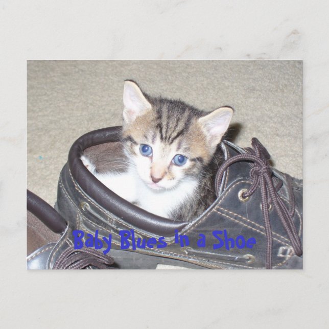 P1020640_153_153, Baby Blues in a Shoe Postcard (Front)