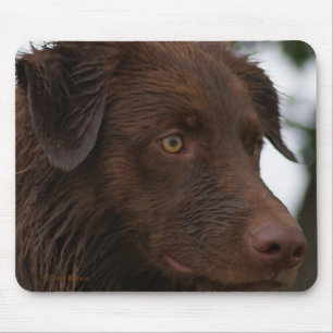 P2a Red Dog Sam Flatlandersam Up Close Mouse Mat