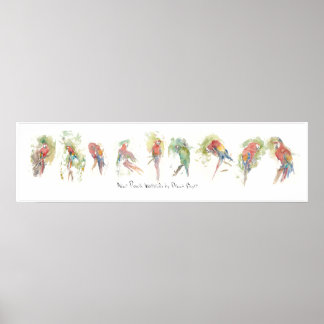 P3, Nine Parrots, Watercolor by Dennis Boyce Poster