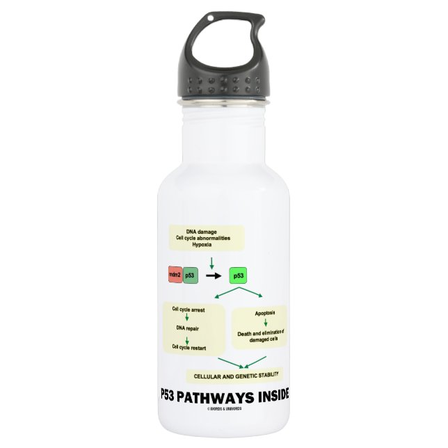 P53 Pathways Inside (Cell Molecular Biology) 532 Ml Water Bottle (Front)