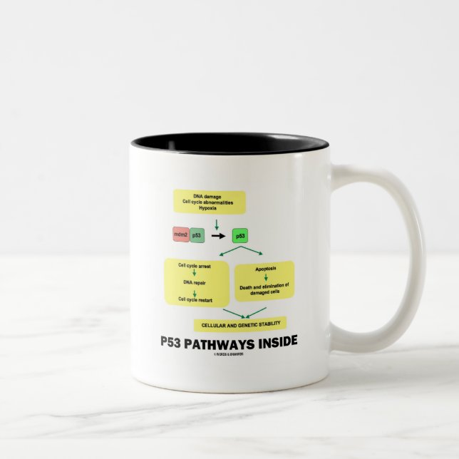 P53 Pathways Inside (Cell Molecular Biology) Two-Tone Coffee Mug (Right)