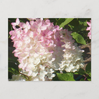 P.D. Hydrangea postcard