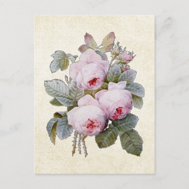 P.J. Redoute Bourbon Rose Floral Postcard (Front)