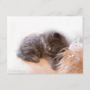 © P Wherrell Cute long haired grey kitten Postcard