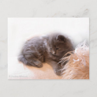 © P Wherrell Cute long haired grey kitten Postcard