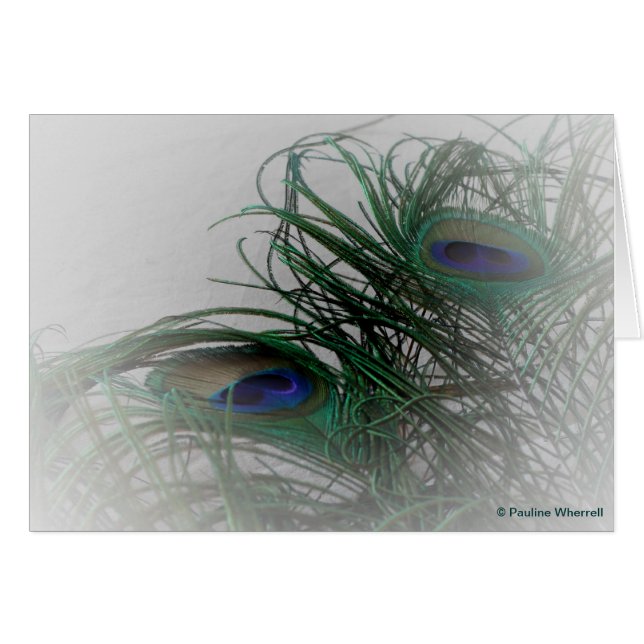 © P Wherrell Pale stylish peacock feathers (Front Horizontal)
