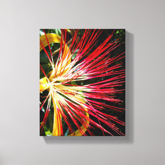 Pachira Aquatica Canvas Print