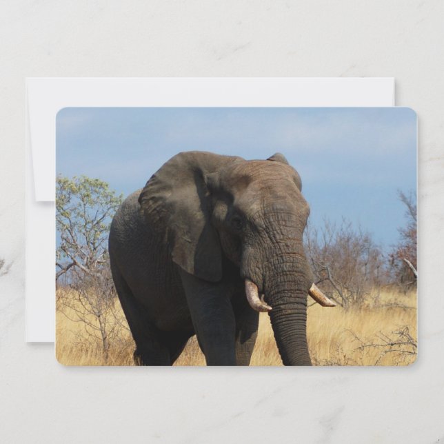 Pachyderm Invitation (Front)