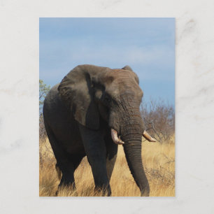 Pachyderm Postcard