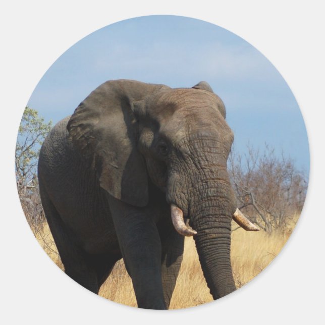 Pachyderm Stickers (Front)