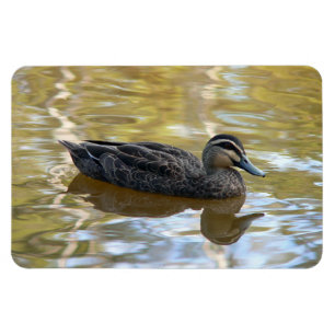 Pacific Black Duck Magnet
