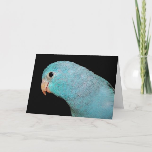 Pacific Blue Parrotlet Bird Greeting Card photo (Front)