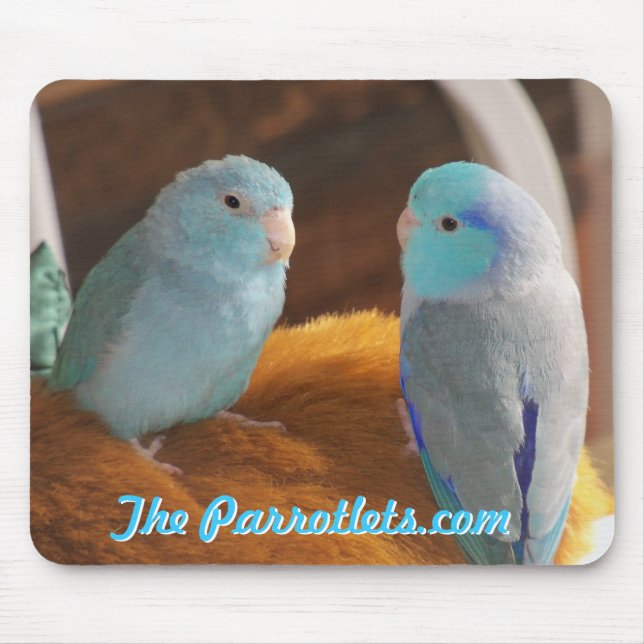 Pacific blue Parrotlets love birds mouse pad photo (Front)