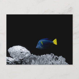Pacific Blue tang Postcard