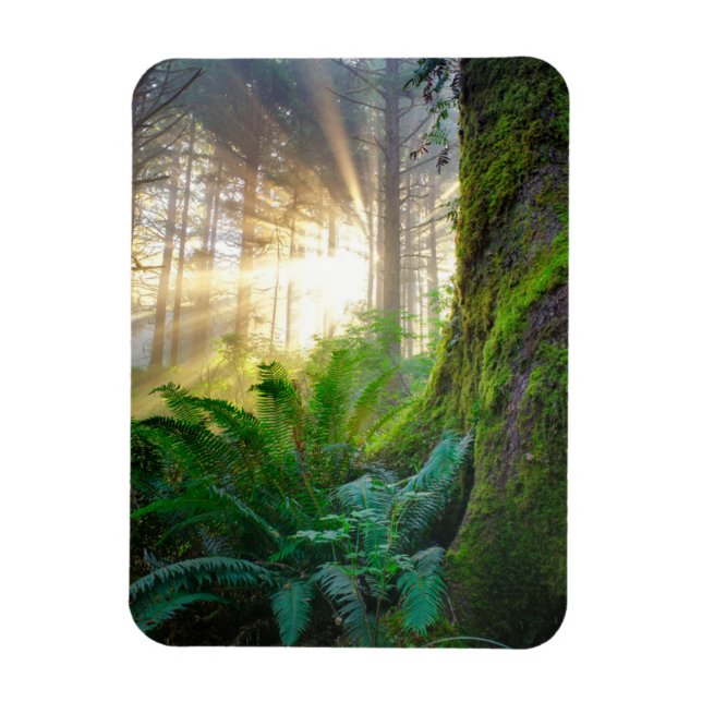 Pacific Coast Forest, Oregon Magnet (Vertical)